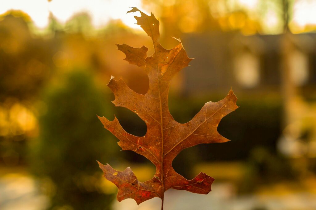 - Happy Home Services | Durham, NC autumn leaf